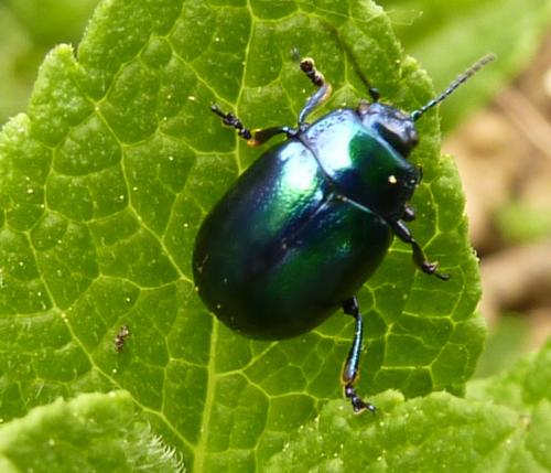 Chrysolina coerulans